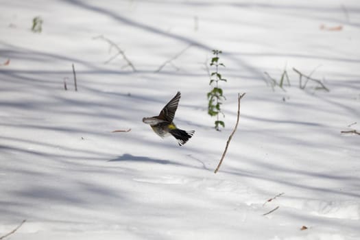 Female yellow-rumped warbler (Setophaga coronata) flying low over snow