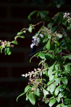 Ebony jewelwings (Calopteryx maculata) perched on a bush limb