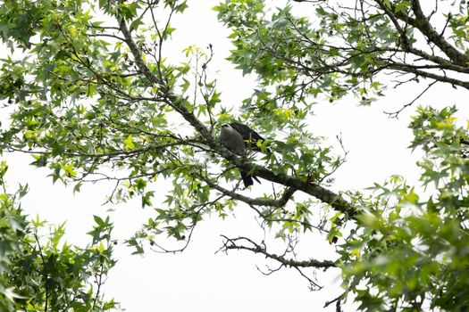 Majestic Mississippi kite (Ictinia mississippiensis) landing on a tree limb