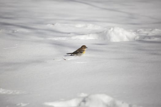 Female yellow-rumped warbler (Setophaga coronata) on the snow