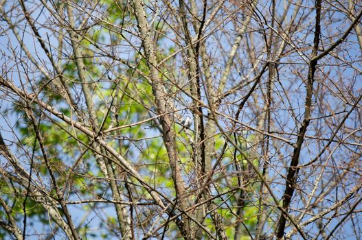 Curious blue-gray gnatcatcher (Polioptila caerulea) looking around majestically from a tree branch on a pretty day