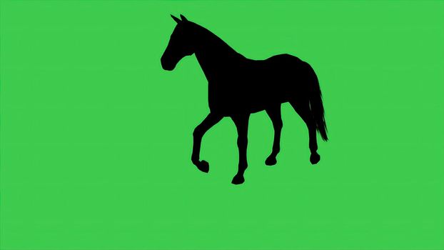 3d illustration - Horse silhouette On green screen 
