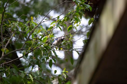 Blue jay (Cyanocitta cristata) looking around a branch curiously