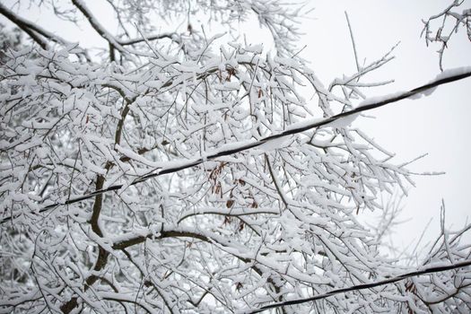 Snow-covered power lines, going through tree limbs, also covered in snow on a cloudy, gray day