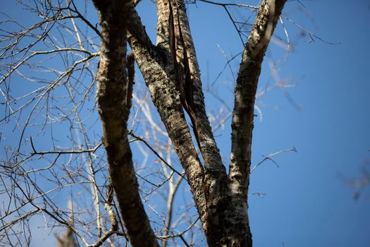 Split in a tree trunk caused by weather damage