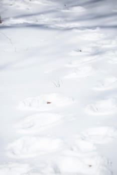 Human tracks leading down a path in the snow