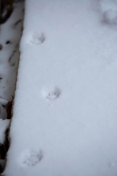 Small cat tracks in the snow near a house