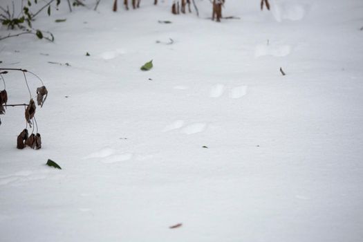 Animal tracks deep in the soft, white snow