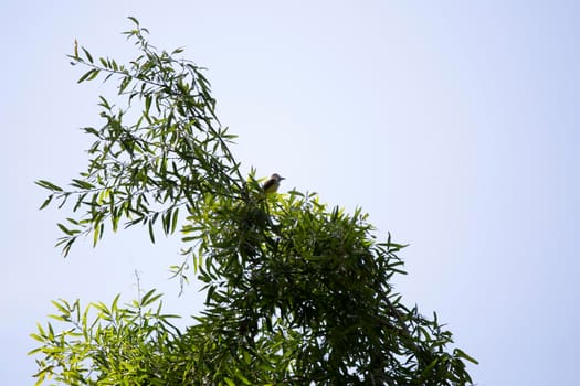 Great-crested flycatcher (Myiarchus crinitus) looking around from its perch at the top of a tree