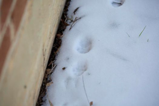 Cat and bird tracks in the shallow snow