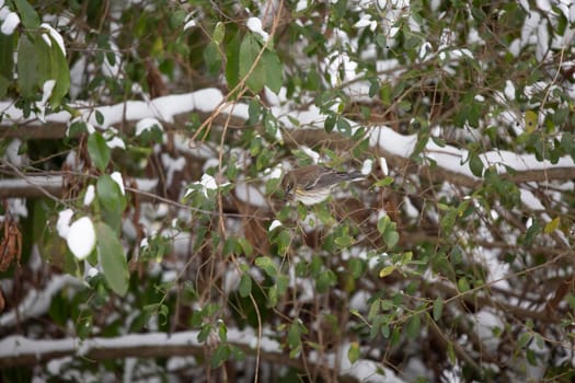 Female yellow-rumped warbler (Setophaga coronata) foraging for purple berries on snow-covered bush