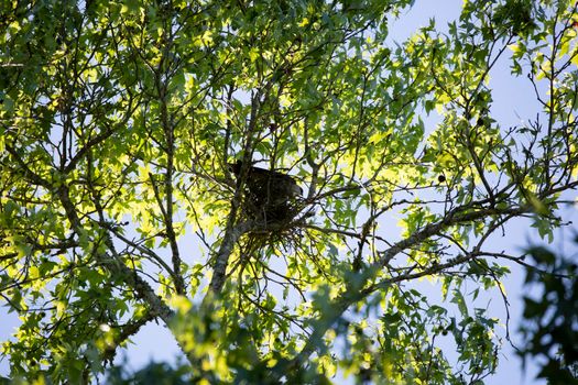 Mississippi kite (Ictinia mississippiensis) looking out as it guards its nest