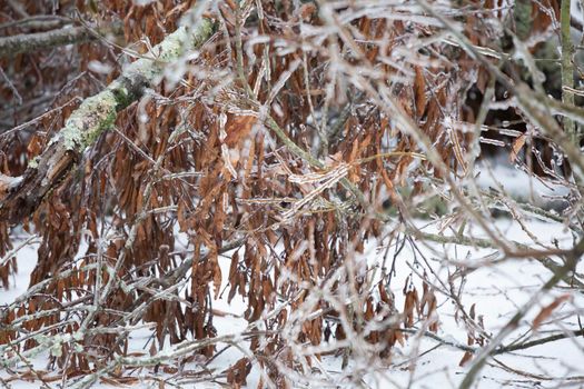 Ice covering a fallen tree in the ice and snow