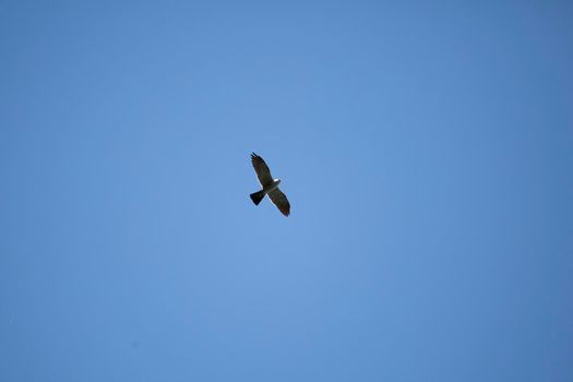 Mississippi kite (Ictinia mississippiensis) soaring through the sky