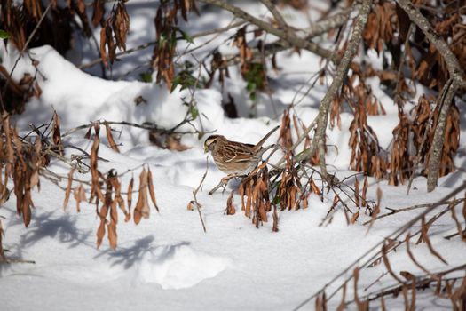 White-throated sparrow (Zonotrichia albicollis) foraging from its perch on a fallen tree limb on a snowy day