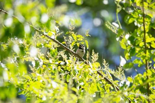 Carolina chickadee (Poecile carolinensis) eating from its perch on a bush branch