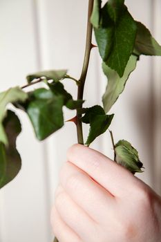 Woman's hand holding a green stem with red thorns