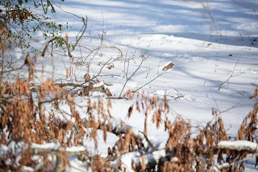 Different sized tracks winding throughout the snow behind a fallen limb with dead leaves on it