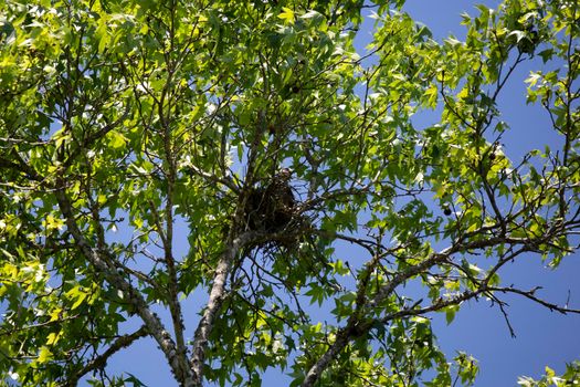 Mississippi kite (Ictinia mississippiensis) looking out cautiously from its nest
