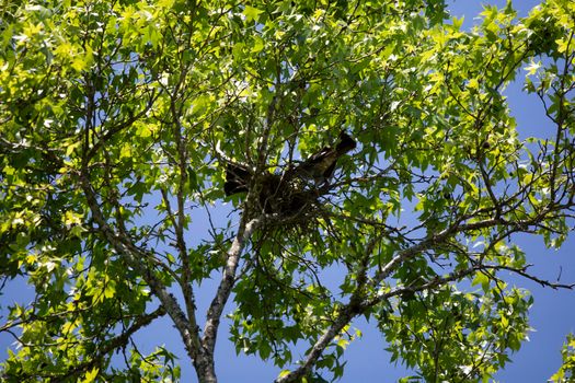 Pair of Mississippi kites (Ictinia mississippiensis) building and guarding a nest