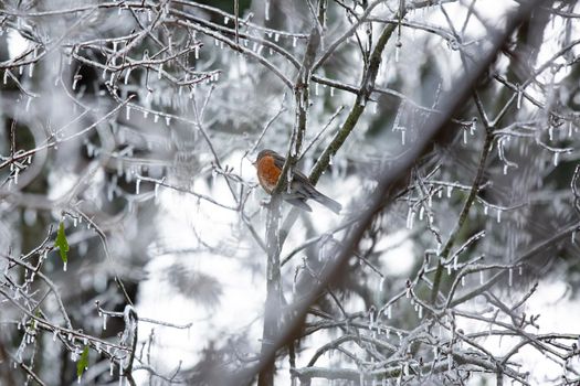 Majestic American robin (Turdus migratorius) looking out from its perch on an icy tree branch