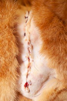 Large surgical cut on a golden cat with a busted purple stitch