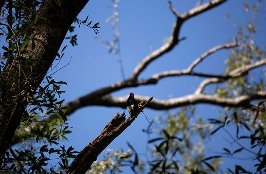 Back of a red-headed woodpecker (Melanerpes erythrocephalus) looking around from a broken limb