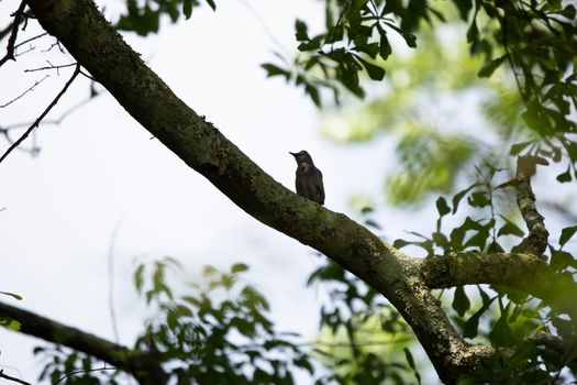 Gray catbird (Dumetella carolinensis) looking out from its perch on a tree limb
