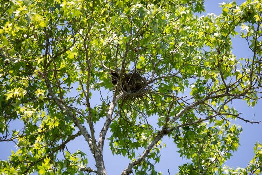 Mississippi kite (Ictinia mississippiensis) lying in its nest