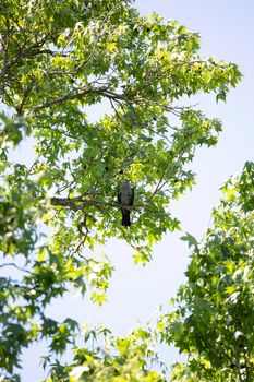 Mississippi kite (Ictinia mississippiensis) looking out majestically from a perch on a tree branch