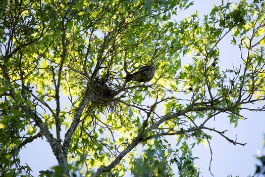 Mississippi kite (Ictinia mississippiensis) looking out from a limb near its nest