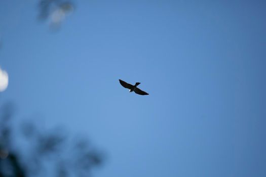 Mississippi kite (Ictinia mississippiensis) soaring through the sky
