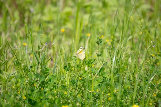 Clouded sulfur butterfly (Phoebis sennae) feeding on a green leaf growing from the ground