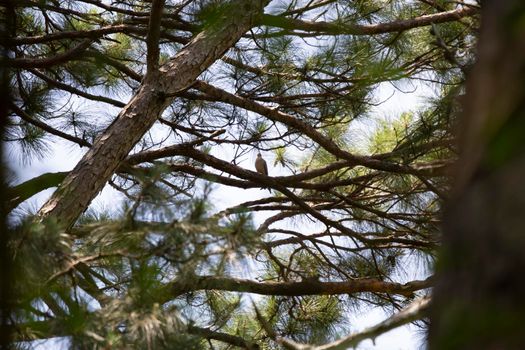 Mourning dove (Zenaida macroura) looking out from its perch on a tree branch