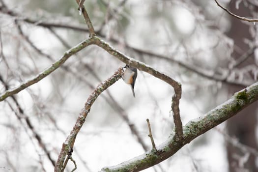 Tufted-titmouse (Baeolophus bicolor) foraging on an ice-covered tree on a cold day