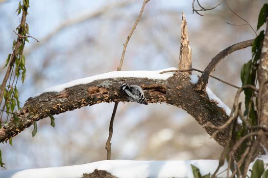 Female downy woodpecker (Picoides pubescens) foraging along the side of a snow-covered tree limb