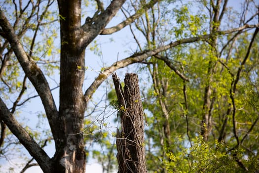 Damaged, diseased tree at the edge of a forest