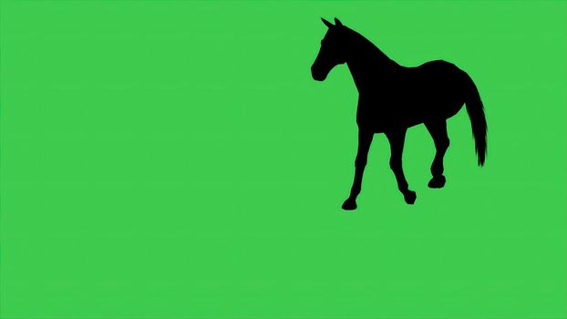 3d illustration - Horse silhouette On green screen 
