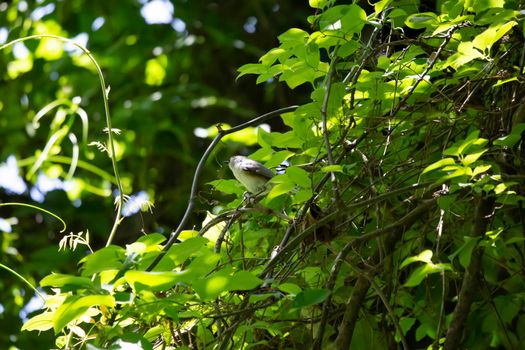 Tufted titmouse (Baeolophus bicolor) looking around majestically from its perch on a tree branch