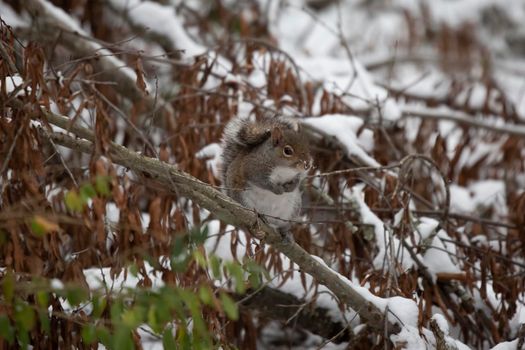 Eastern gray squirrel (Sciurus carolinensis) looking out thoughtfully from its perch on a snow-covered branch on the ground