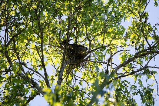 Mississippi kite (Ictinia mississippiensis) looking out as it guards its nest