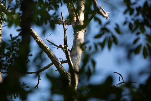 Pair of red-headed woodpeckers (Melanerpes erythrocephalus) foraging on a tree trunk at dusk