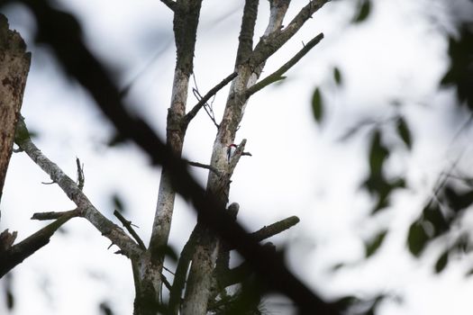 Adult red-headed woodpecker (Melanerpes erythrocephalus) foraging on a tree limb on a dreary, gray day