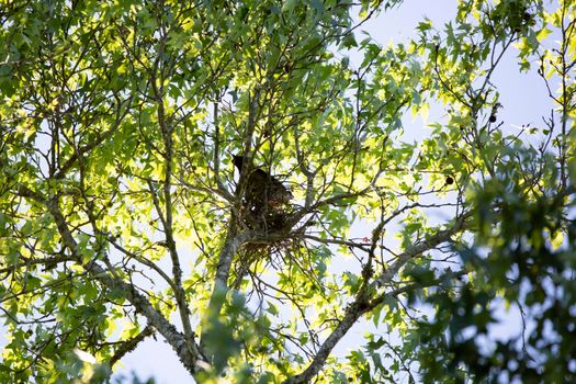 Mississippi kite (Ictinia mississippiensis) looking out and shrieking as it guards its nest