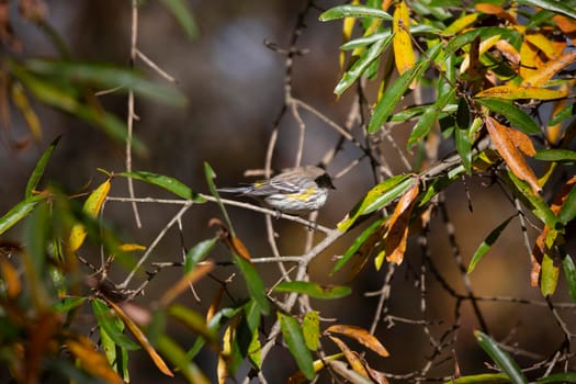 Female yellow-rumped warbler (Setophaga coronata) perched on a tree during the autumn leaves changing colors