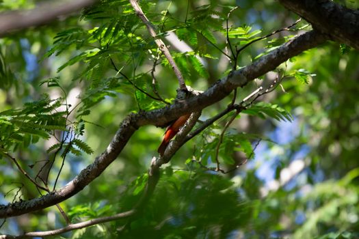 Immature summer tanager (Piranga rubra) hidden on a tree limb among green leaves