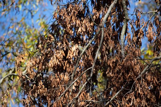 Female yellow-rumped warbler (Setophaga coronata) perched on a tree limb in front of brown, dying leaves