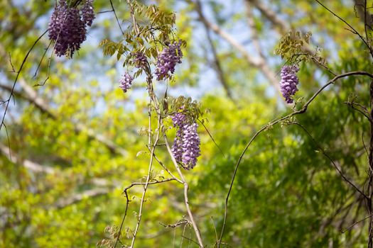 Pretty, purple wisteria (Wisteria frutescens) hanging from a vine