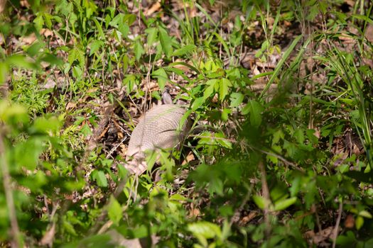Small nine-banded armadillo (Dasypus novemcinctus) foraging for insects in grass and weeds