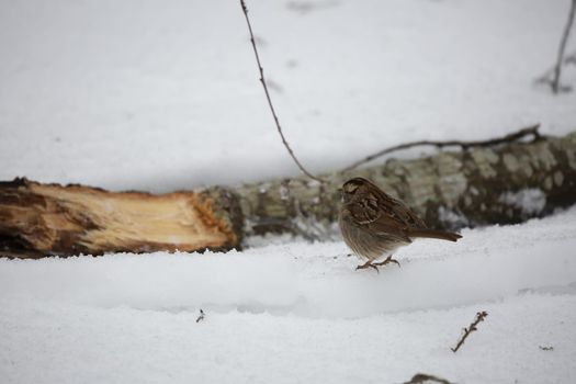 White-throated sparrow (Zonotrichia albicollis) foraging on the icy ground near an ice-covered fallen tree limb